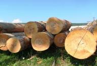 Проблемы при выборе древесины